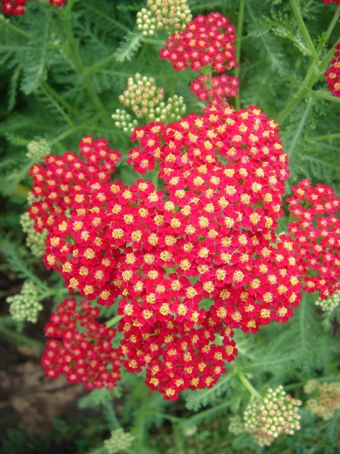 Achillea millefolium 'Summer Berries'